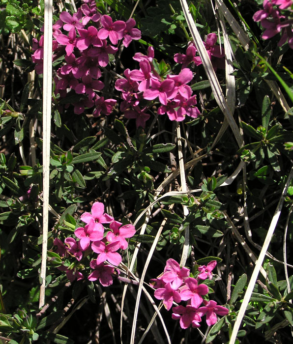 Daphne cneorum / Dafne odorosa